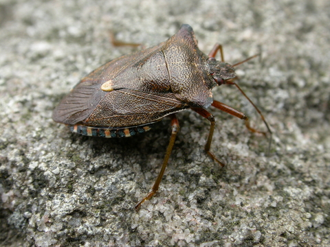 Forest bug | SWT Ecology Services