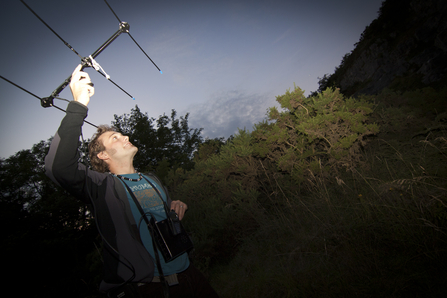 Bat surveyor