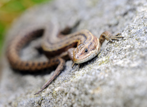 Common Lizard