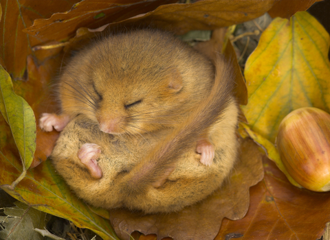 Dormouse surveys | SWT Ecology Services