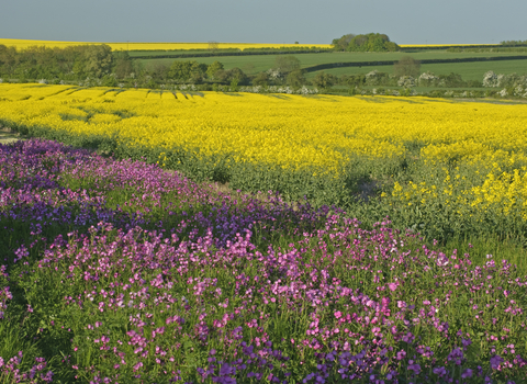 Wildflower field margin
