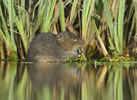 Water Vole